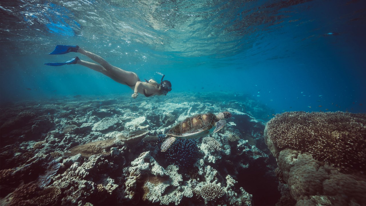 lady musgrave island tours from gladstone