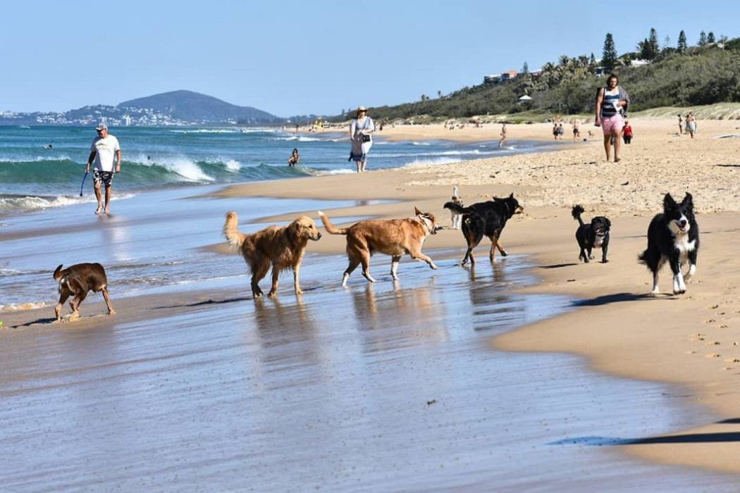 Dog Friendly Beaches On The Sunshine Coast