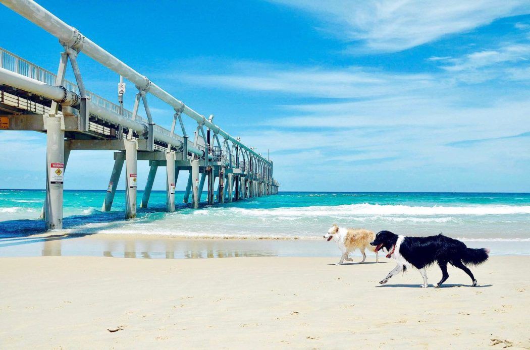 queensland-s-best-dog-friendly-beaches-queensland