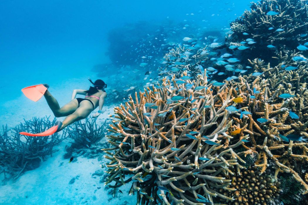 How You Can Help Save The Great Barrier Reef Queensland