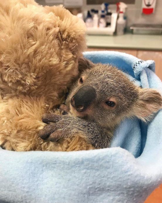 Australia Zoo S Super Cute Baby Animals Queensland