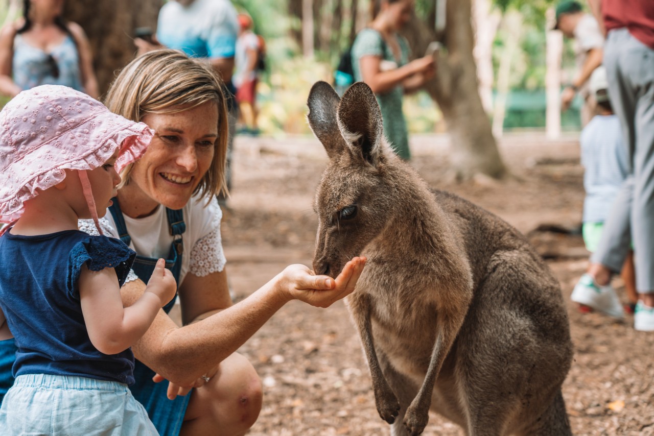 australia zoo tours from sunshine coast