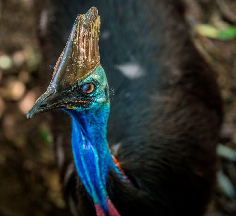 stuffed cassowary