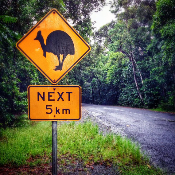 9 Amazing Facts About the Cassowary | Queensland