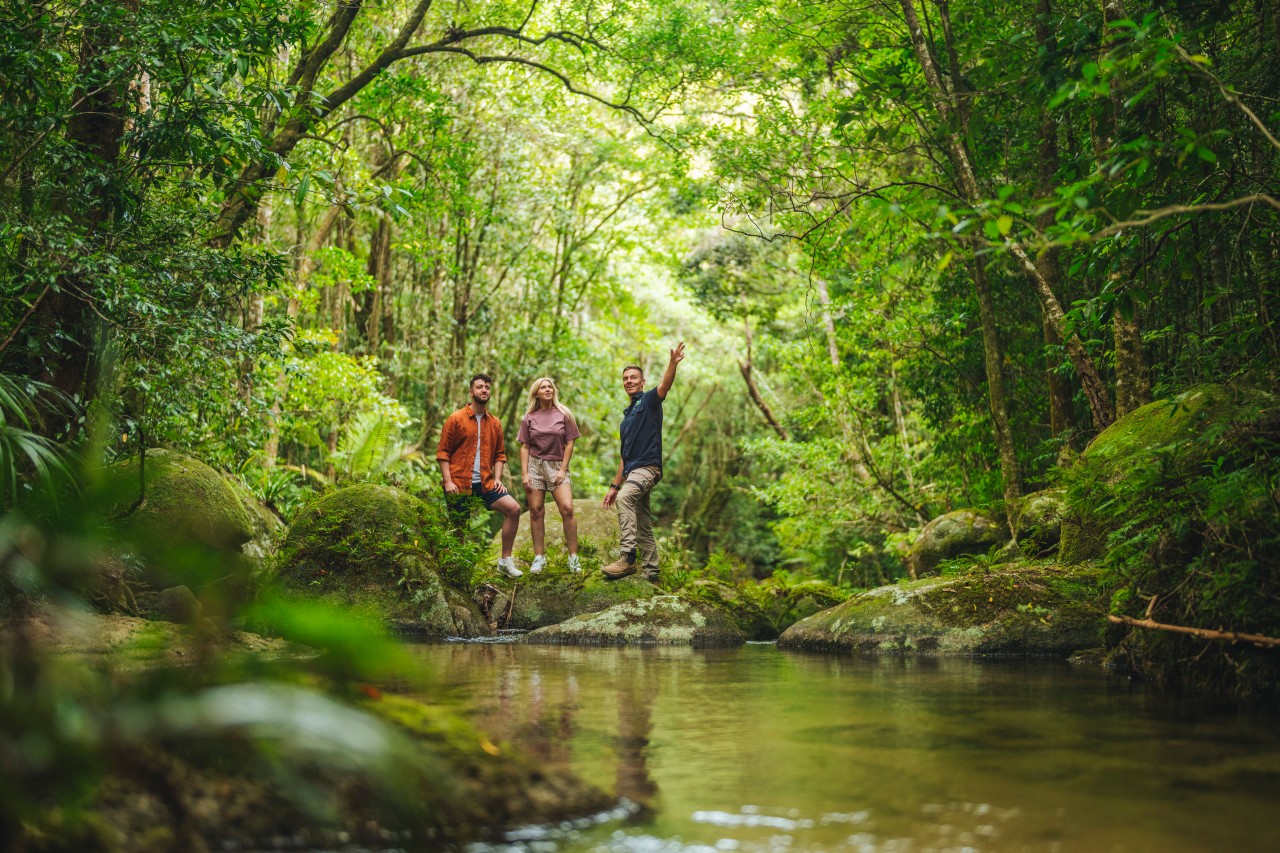 A Guide to the Most Spectacular Queensland Rainforests | Queensland