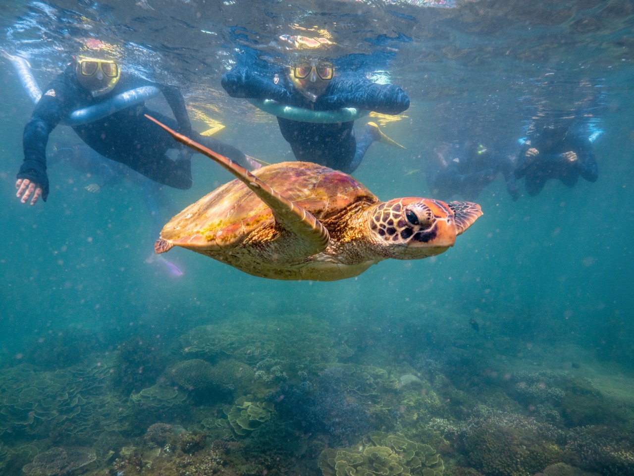 Mon Repos And Beyond Where To See Turtles In Queensland Queensland