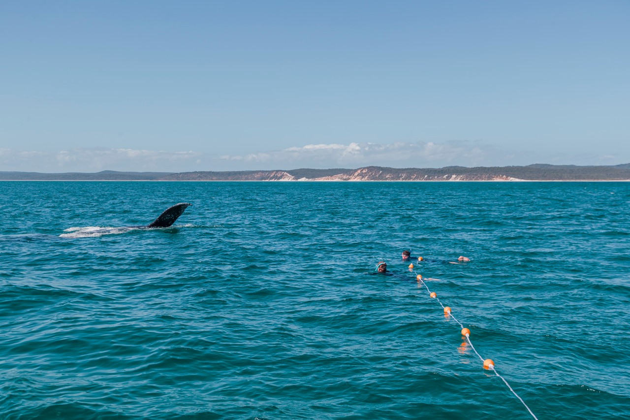 whale watching tours mackay queensland