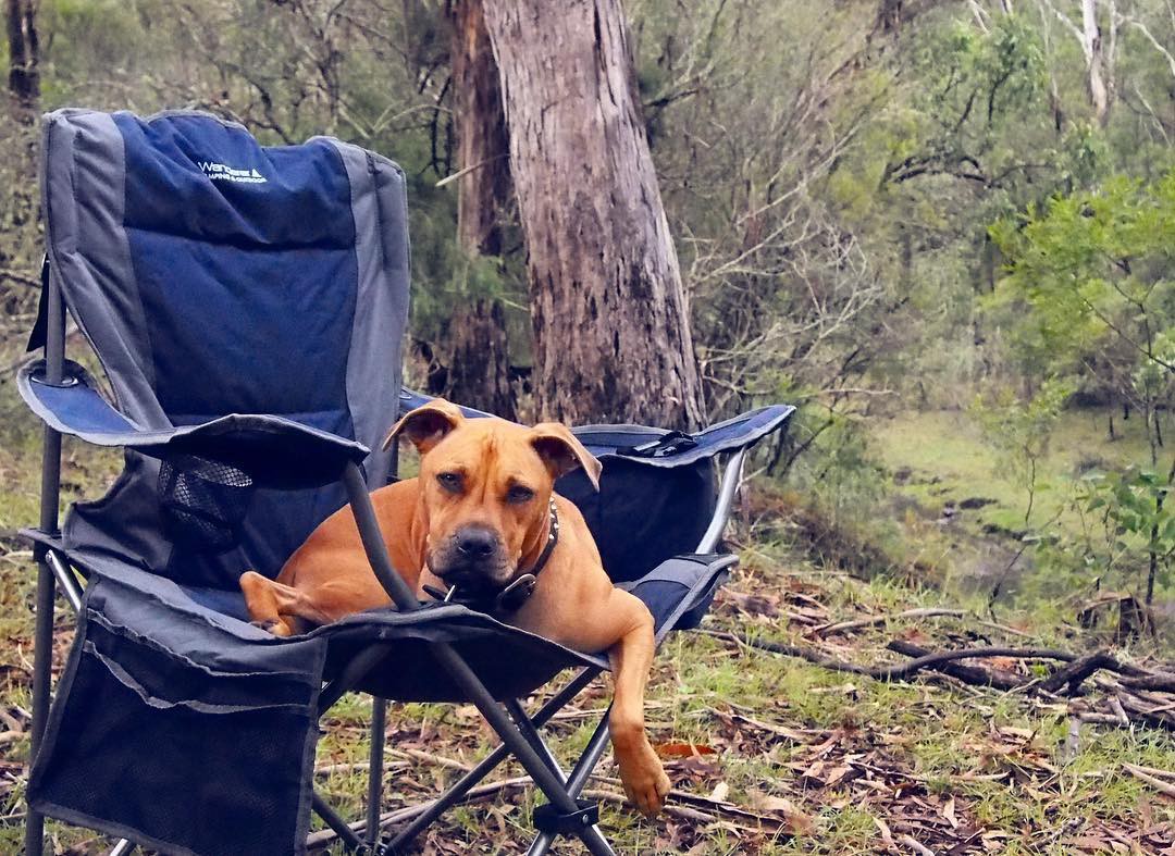 The Best PetFriendly Campgrounds Near The Gold Coast Queensland