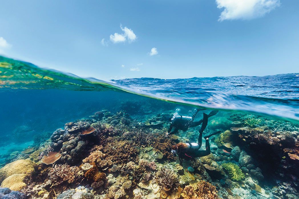 Queensland's Top 8 Marine Life Encounters In 5 Days | Queensland