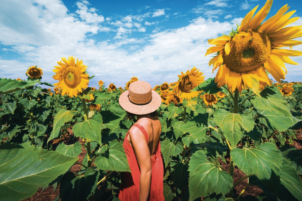 Guide to Kalbar Sunflower Festival Queensland