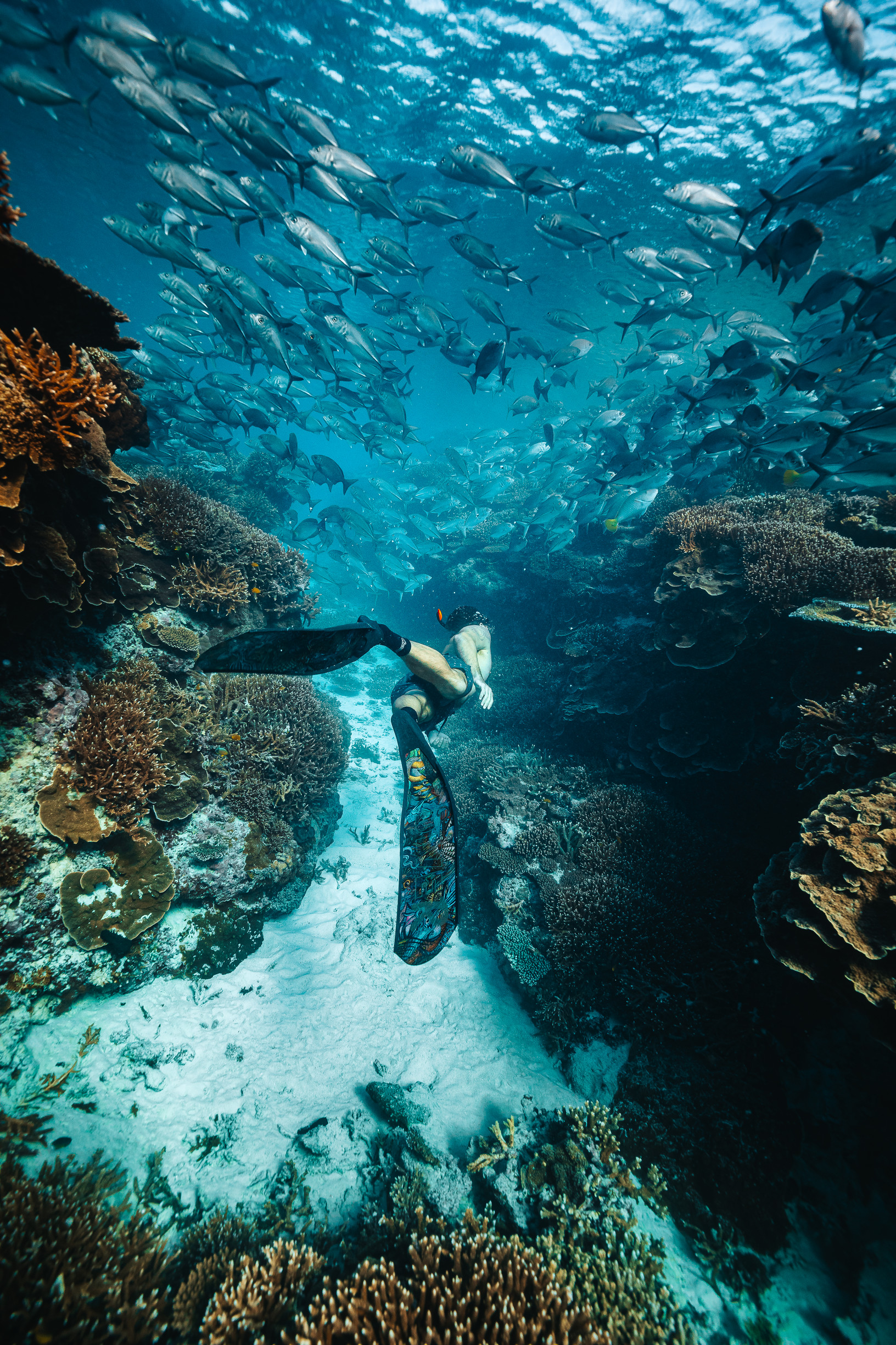 Man snorkelling through the corals off Lady Elliot Island | 14 day road trip Queensland Man snorkelling through the corals off Lady Elliot Island | 14 day road trip Queensland