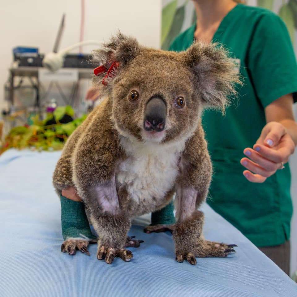 Ember the koala at Currumbin Wildlife Hospital