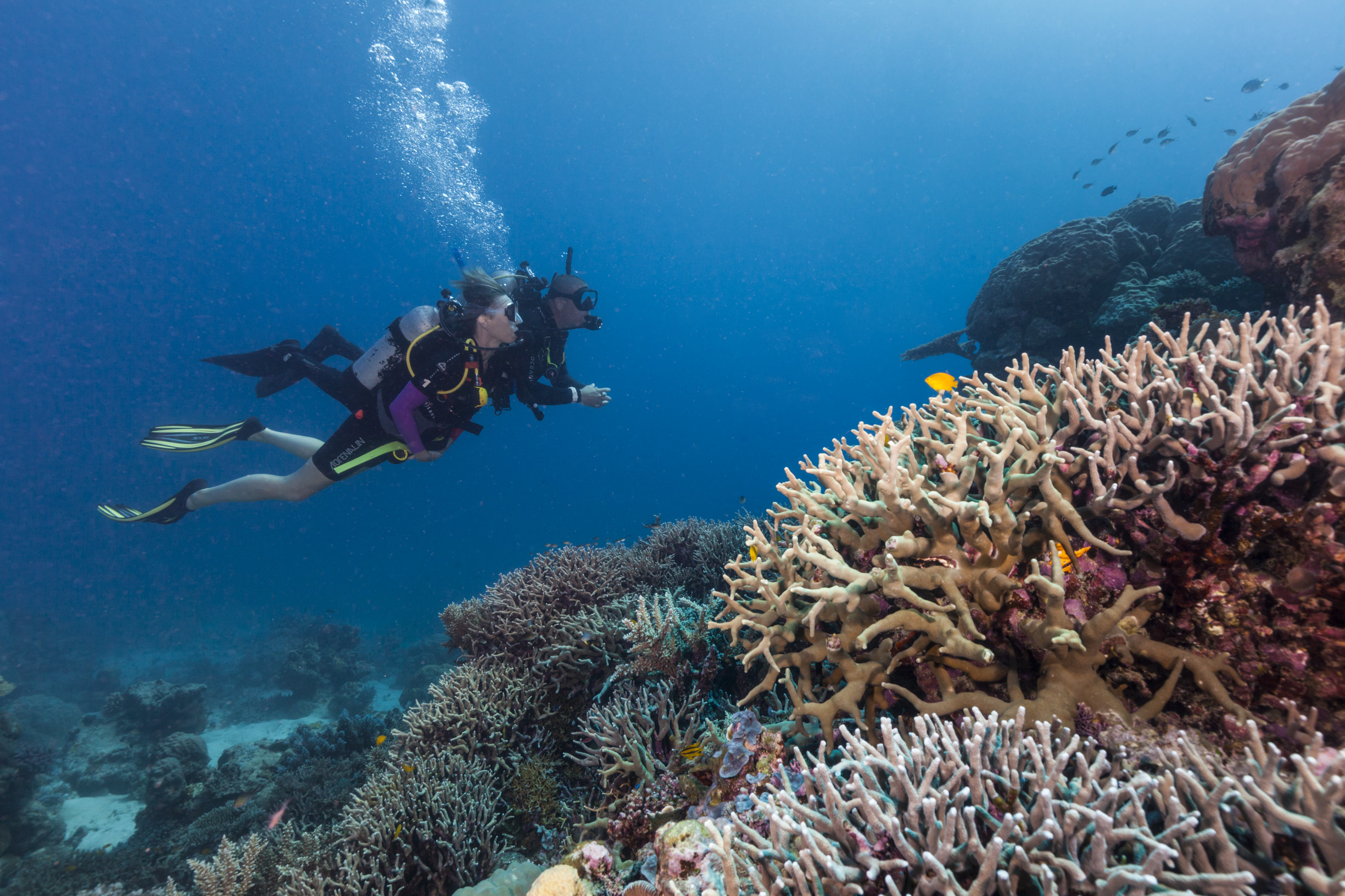 Diving Great Barrier Reef | All You Need To Know