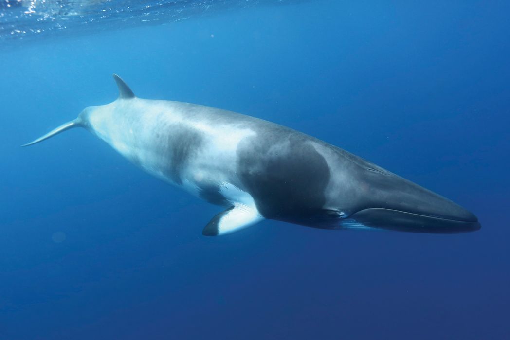Minke whale: World's Tallest whale