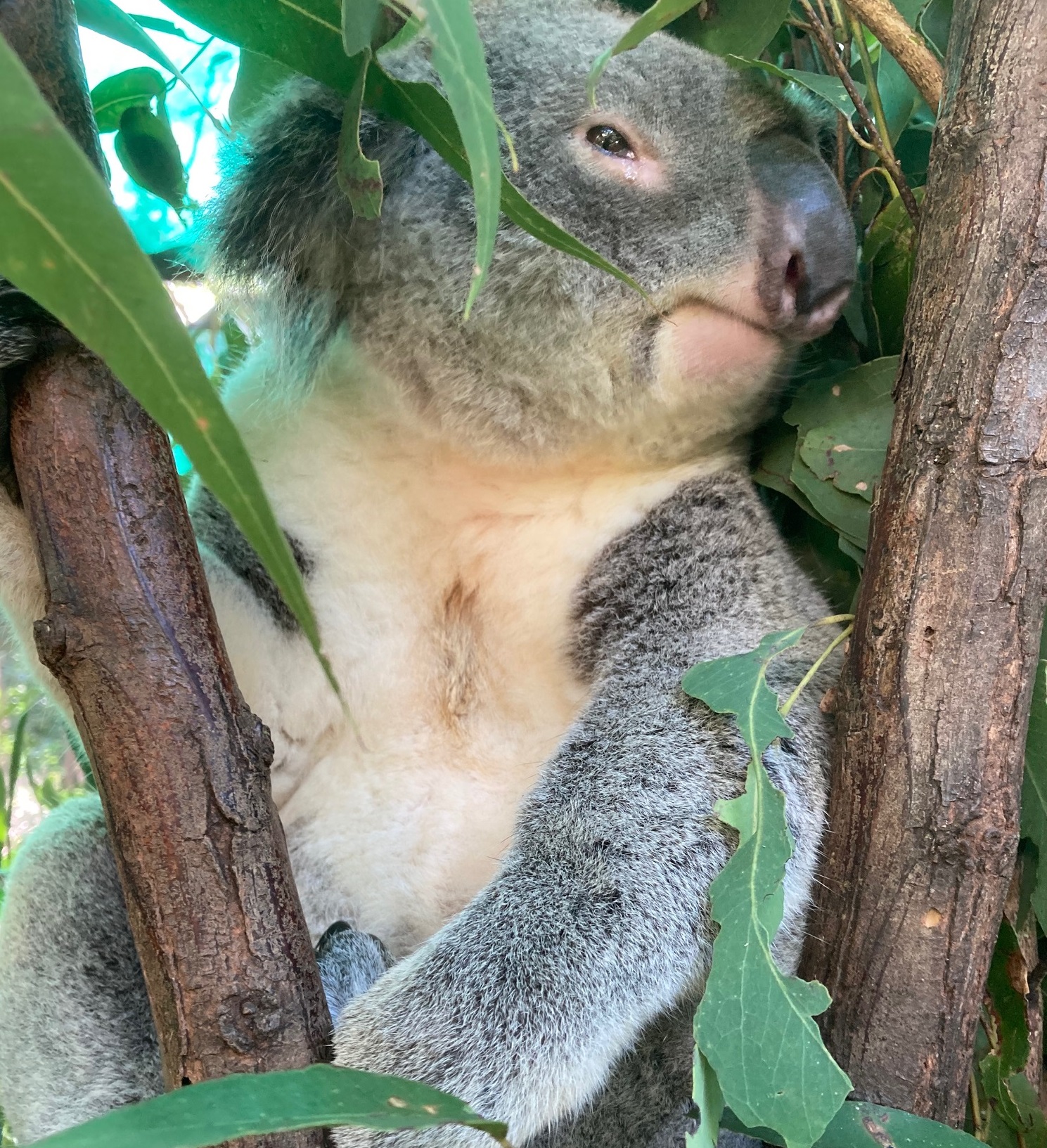 コアラってどんな動物？｜クイーンズランド州政府観光局