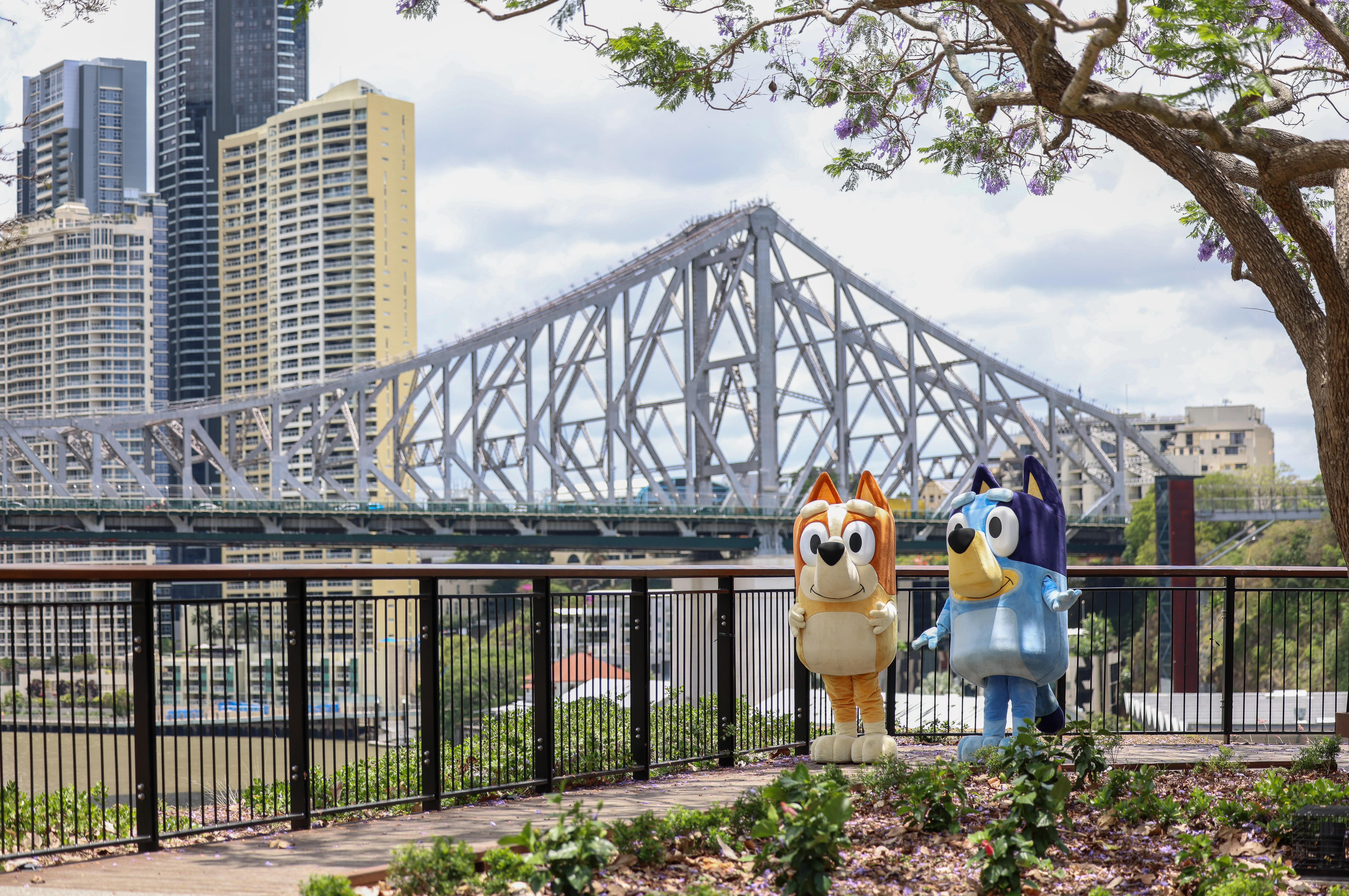 Bingo and blue with the story bridge and Brisbane River in the background