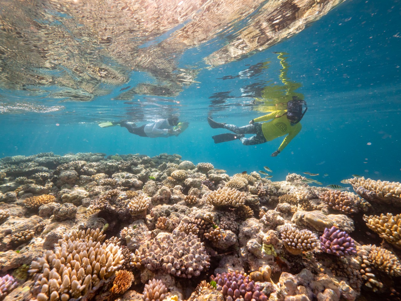 Explore The Great Barrier Reef With A Master Reef Guide Experience