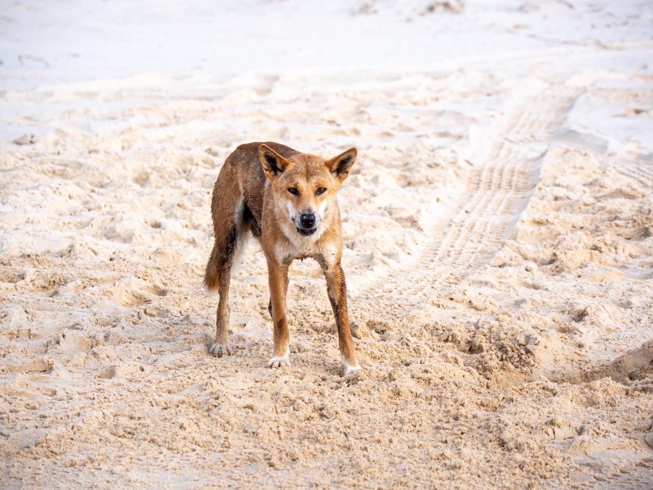 Sandy the pure desert dingo