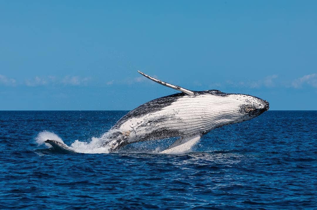 Whale-Watching in Bundaberg: Tours and Experiences | Queensland