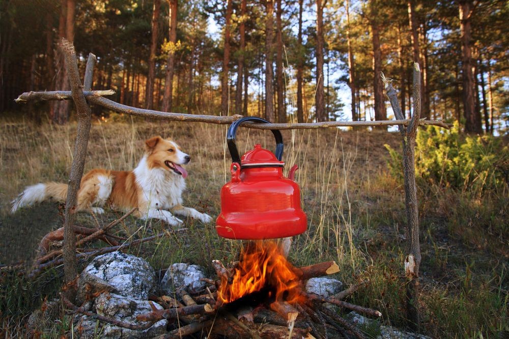 where can you camp with dogs