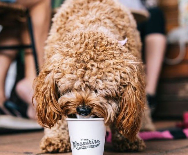 is shake shack dog friendly