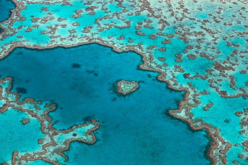 Heart Island: How to Experience Heart Reef Up Close | Queensland