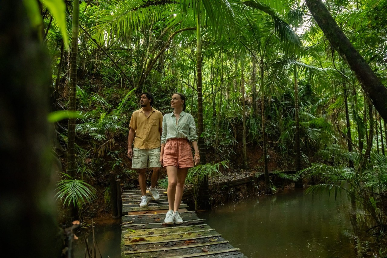 Undeniable Reasons to Visit the Daintree Rainforest Queensland