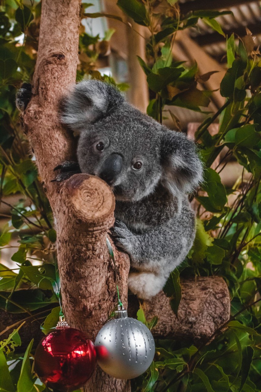 Celebrate Queensland's Wildlife This Festive Season