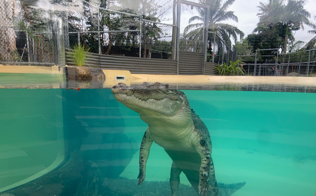 crocodile in swimming pool