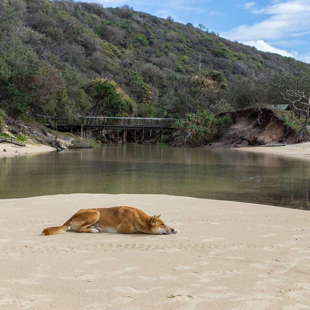 what do dingoes eat on fraser island