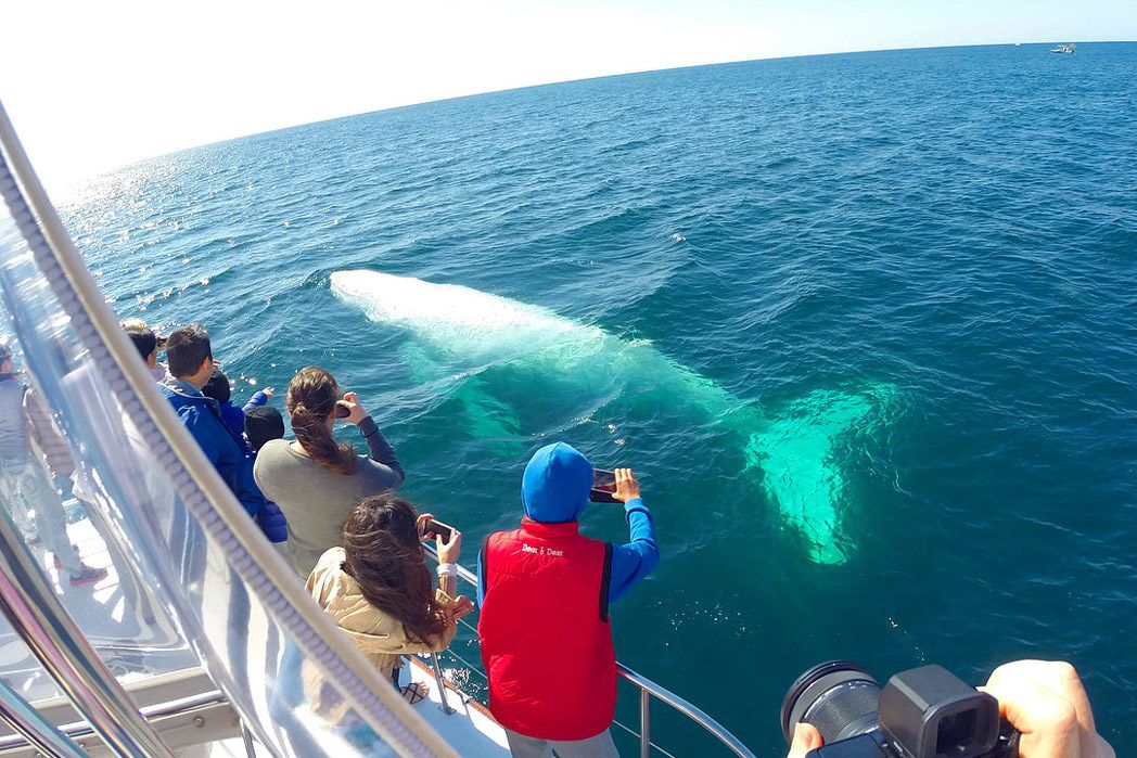 migaloo the white whale