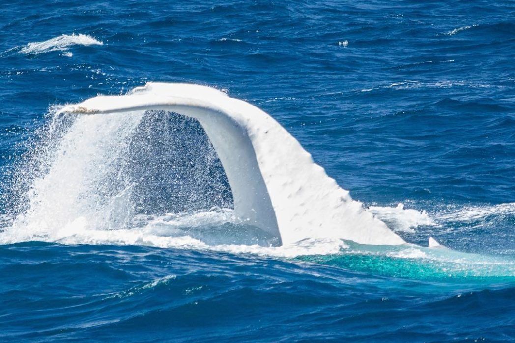 migaloo the white whale