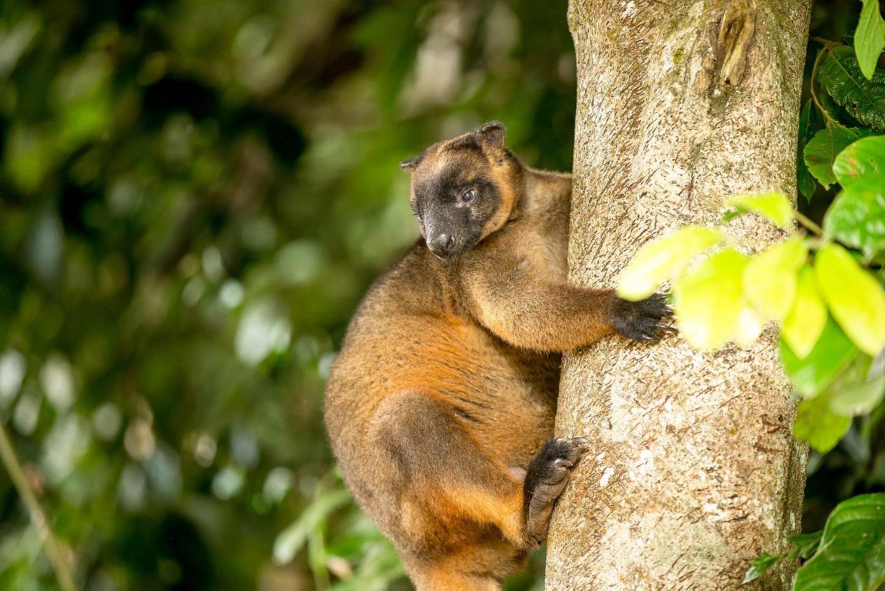 Where to Spot Tree Kangaroos in Queensland | Queensland